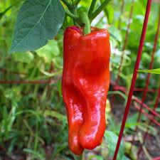 Afbeeldingsresultaat voor aconcagua sweet pepper