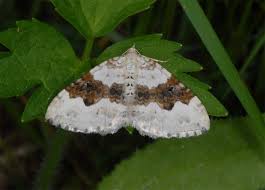 Attēlu rezultāti vaicājumam “Xanthorhoe montanata”