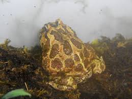 Image result for Ceratophrys ornata