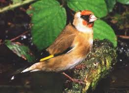 Attēlu rezultāti vaicājumam “Carduelis carduelis adult”