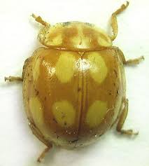 Attēlu rezultāti vaicājumam “Calvia decemguttata”