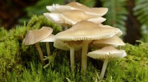 Attēlu rezultāti vaicājumam “fungi”