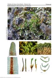 Attēlu rezultāti vaicājumam “Gymnostomum calcareum”