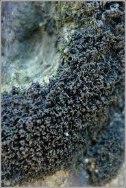 Attēlu rezultāti vaicājumam “Licea pygmaea”