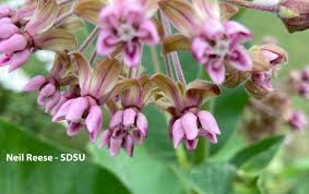 Attēlu rezultāti vaicājumam “Asclepiadaceae”