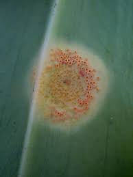 Attēlu rezultāti vaicājumam “Puccinia sessilis”