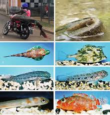 Image result for Chelon dumerili