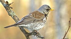 Attēlu rezultāti vaicājumam “Turdus pilaris”