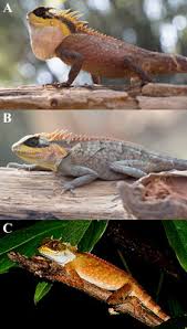 Image result for Co de Crista Chins