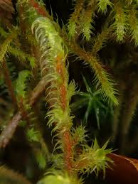 Attēlu rezultāti vaicājumam “Rhytidiadelphus”