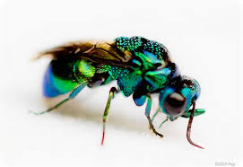 Attēlu rezultāti vaicājumam “Hymenoptera”