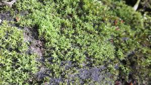 Attēlu rezultāti vaicājumam “Dichodontium pellucidum”