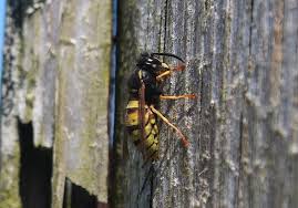 Attēlu rezultāti vaicājumam “Vespula rufa”