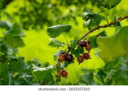 Attēlu rezultāti vaicājumam “Ribes uva-crispa leaf”