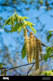 Attēlu rezultāti vaicājumam “Betula pubescens flower”