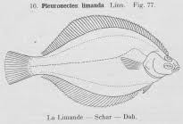 Image result for Limanda limanda