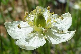 Attēlu rezultāti vaicājumam “Parnassiaceae”