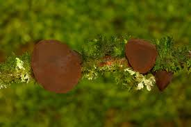 Attēlu rezultāti vaicājumam “Exidia recisa”