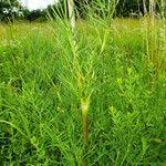 Attēlu rezultāti vaicājumam “Thalictrum lucidum leaf”
