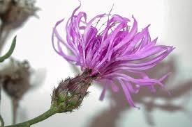 Attēlu rezultāti vaicājumam “Centaurea stoebe bud”