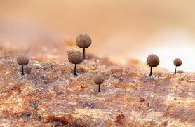 Attēlu rezultāti vaicājumam “Enerthenema papillatum”