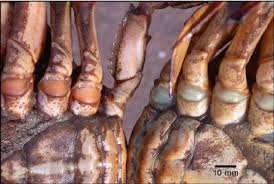 Image result for Metacarcinus magister