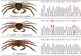 Image result for Chionoecetes opilio