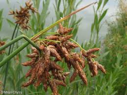 Attēlu rezultāti vaicājumam “Schoenoplectus lacustris subsp. glaucus bud”