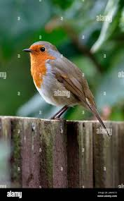 Attēlu rezultāti vaicājumam “Erithacus rubecula”