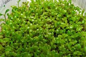 Attēlu rezultāti vaicājumam “Elatine hydropiper”