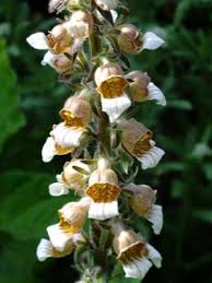 Image result for Digitalis lanata