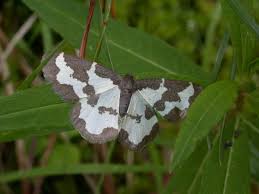Attēlu rezultāti vaicājumam “Lomaspilis marginata”