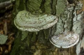 Attēlu rezultāti vaicājumam “Ganoderma applanatum”