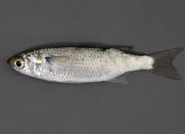 Image result for Mugil curema