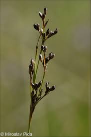 Attēlu rezultāti vaicājumam “Juncus gerardii bud”