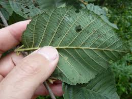 Attēlu rezultāti vaicājumam “Alnus incana leaf”