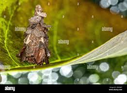 Attēlu rezultāti vaicājumam “Psychidae”