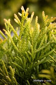 Attēlu rezultāti vaicājumam “Thuja occidentalis flower”