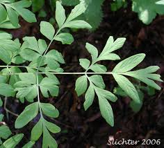 Attēlu rezultāti vaicājumam “Corydalis intermedia leaf”