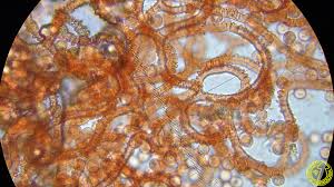 Attēlu rezultāti vaicājumam “Arcyria stipata”