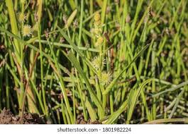 Attēlu rezultāti vaicājumam “Sparganium minimum”