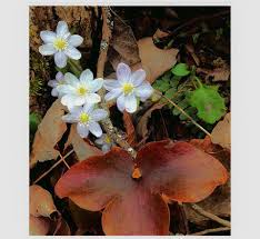 Attēlu rezultāti vaicājumam “Tranzschelia anemones”