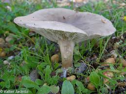 Attēlu rezultāti vaicājumam “Clitocybe nebularis”