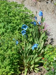 Image result for Meconopsis betonicifolia
