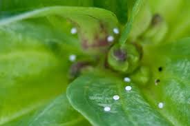 Attēlu rezultāti vaicājumam “Maculinea alcon eggs”