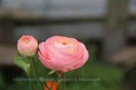 Attēlu rezultāti vaicājumam “Ranunculus flammula bud”