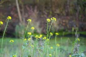 Attēlu rezultāti vaicājumam “Sisymbrium loeselii flower”