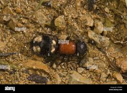 Attēlu rezultāti vaicājumam “Mutilla europaea”