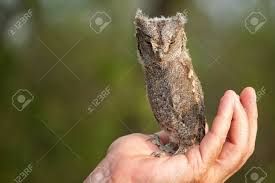 Image result for Otus scops