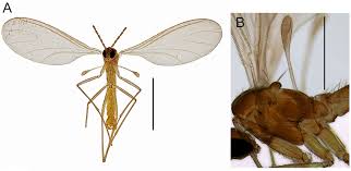 Attēlu rezultāti vaicājumam “Sciaridae”